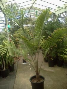 Ravenea sp new, undetermined (2).jpg
